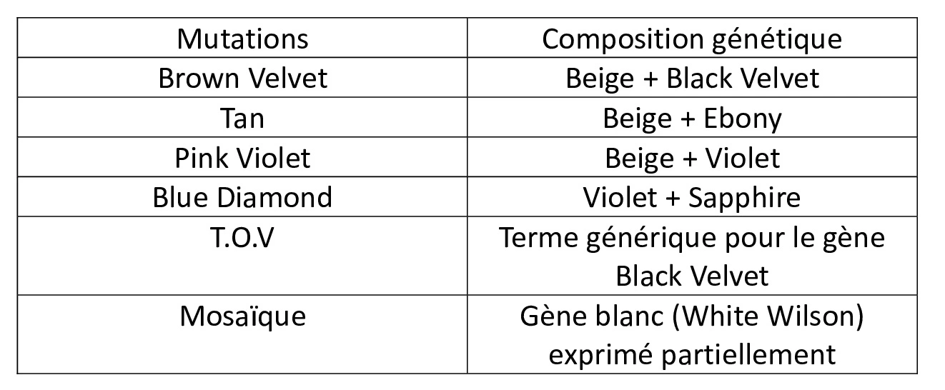 tableau-des-mutations-du-chinchilla