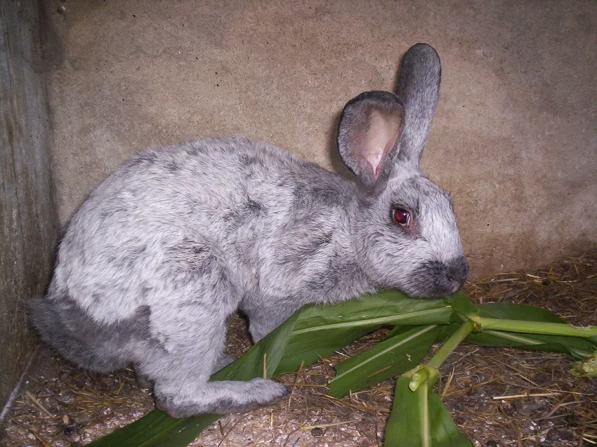 lapin-argente-races-moyennes
