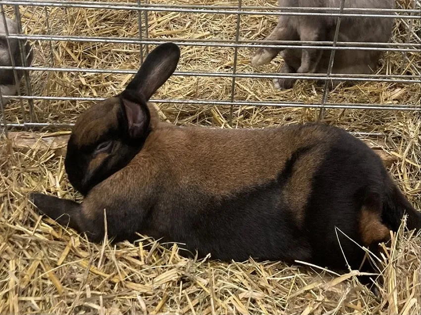 standards-des-lapins-de-races-races-moyennes-chamois-de-thuringe