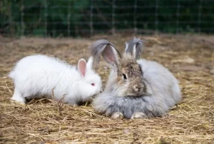 standards-des-lapins-de-races-angora-francais