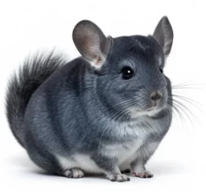 mutations-du-chinchilla-blue-diamond