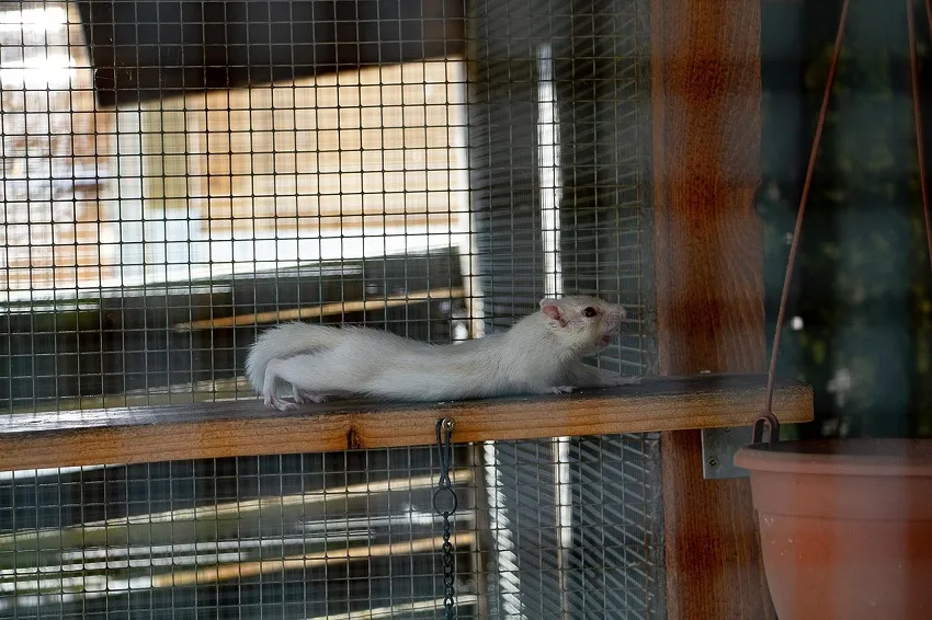 cage-ecureuil-de-coree