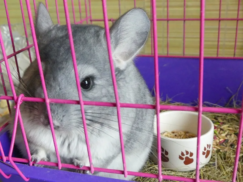 cage-du-chinchilla