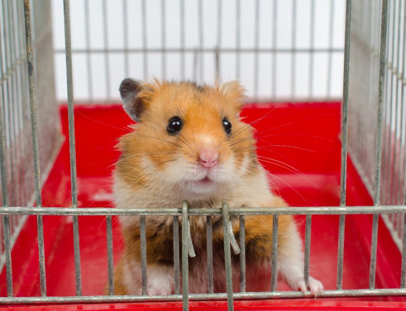 cage-du-hamster