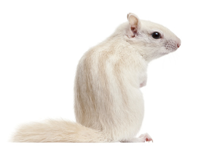 classification-ecureuil-de-coree