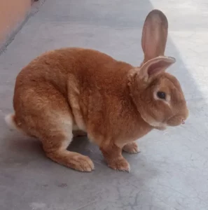 standards-des-lapins-de-races-rex