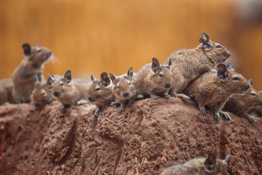 octodon-petits-mammiferes