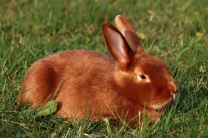 standards-des-lapins-de-races-satin