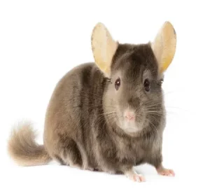 tan-mutations-du-chinchilla