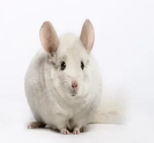 white-wilson-mutations-du-chinchilla
