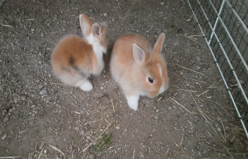 un-mois-petits-lapins-widget-pied-de-page
