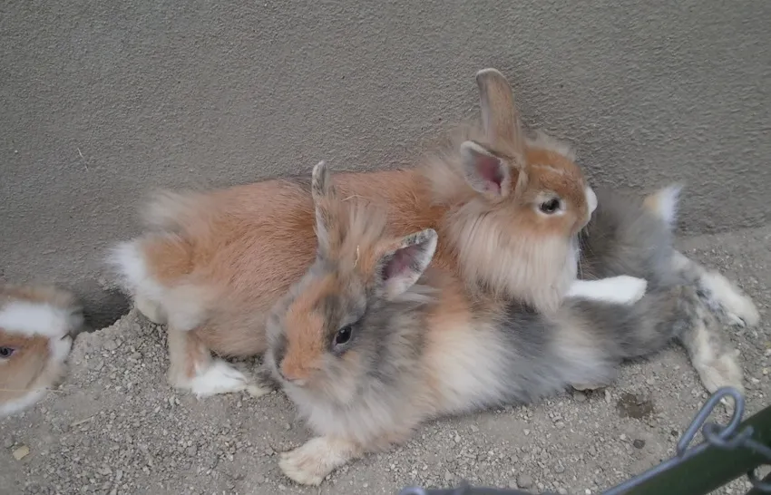 huit-mois-lapins-widget-pied-de-page