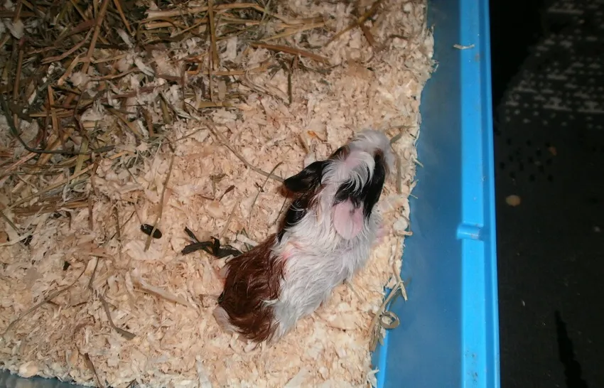 bebe-princesse-widget-pied-de-page