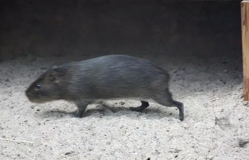 origine-du-cochon-dinde-cavia-fulgida