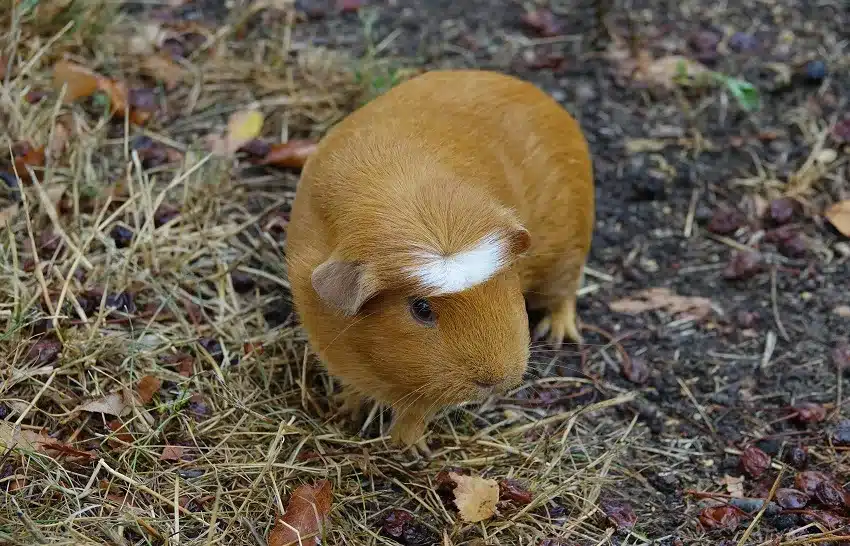 cavia-porcellus