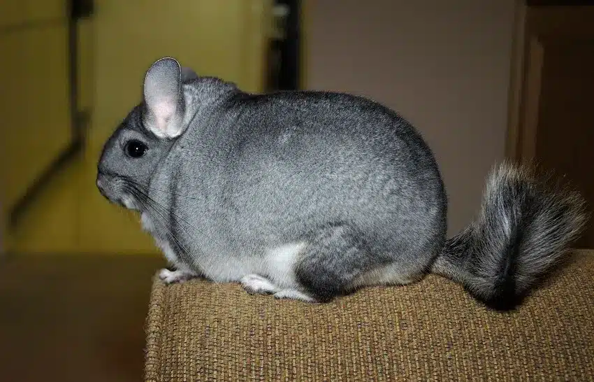 chinchilla-lanigera