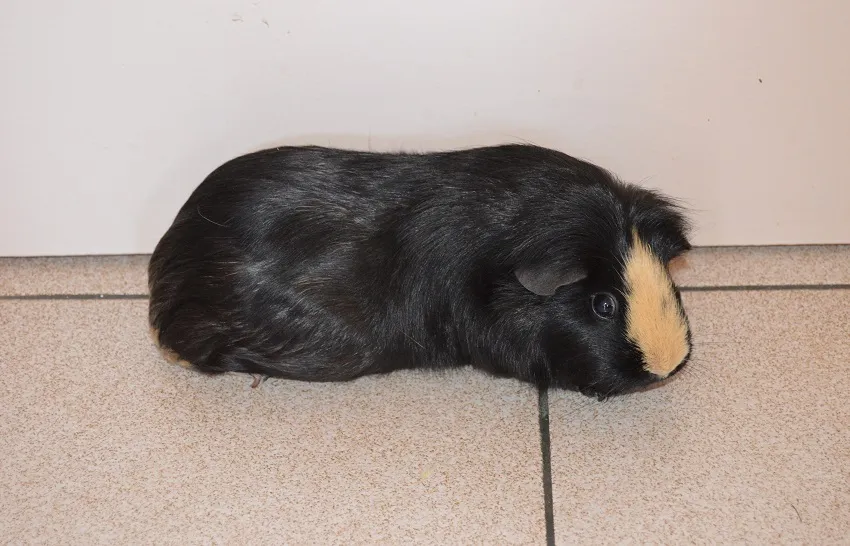 coba-widget-pied-de-page