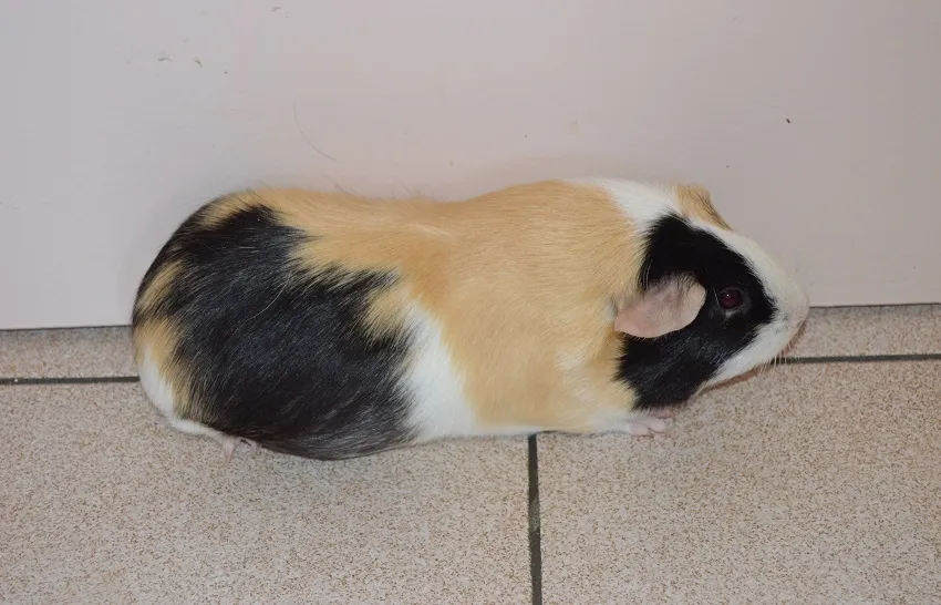 cobay-widget-pied-de-page