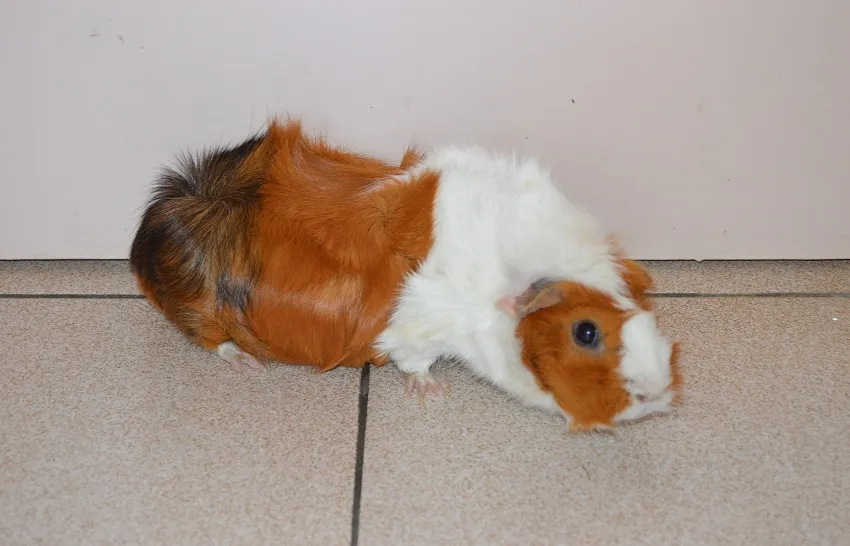 cochon-inde-widget-pied-de-page