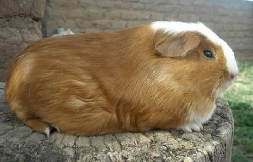 origine-du-cochon-d-inde-cuy