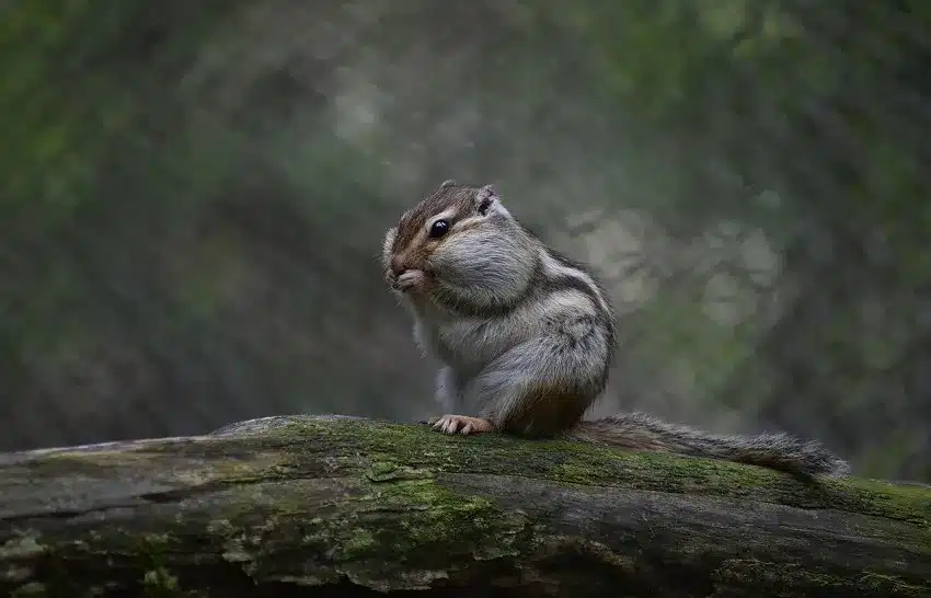 ecureuil-de-coree-ses-abajoues-sont-pleines
