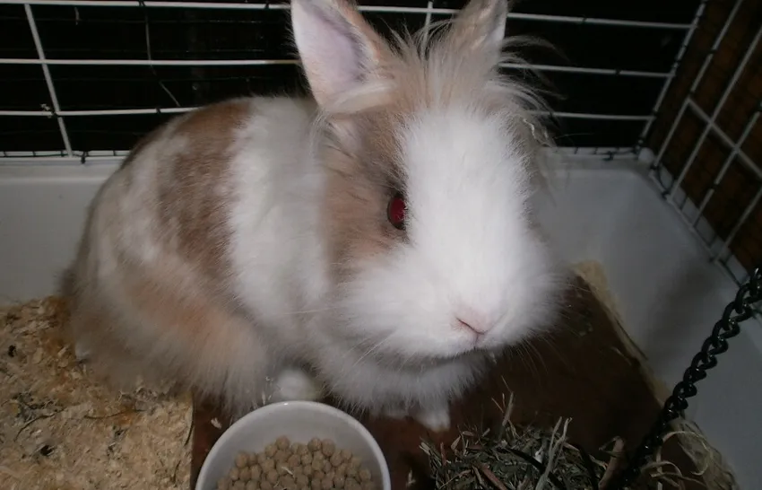 etoile-widget-pied-de-page