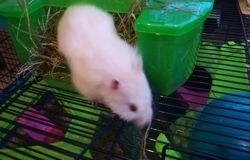 hamster-widget-pied-de-page