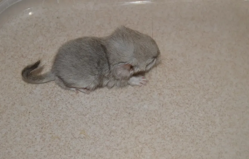 nouveau-nes-chinchilla-widget-pied-de-page
