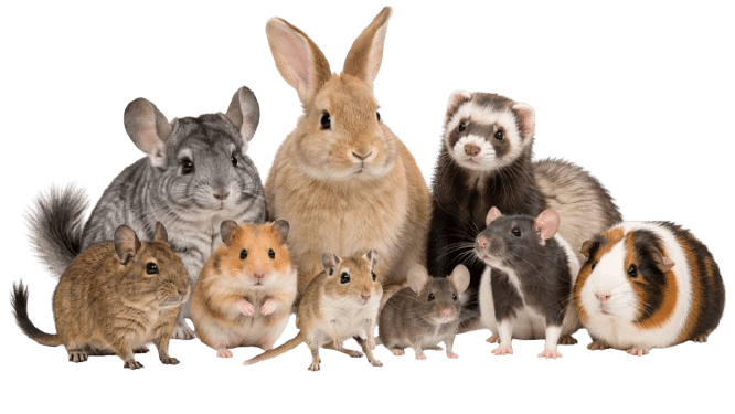 Nouveaux animaux de compagnie - Widget pied de page