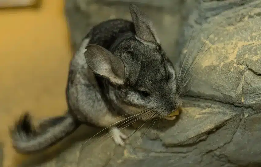origine-du-chinchilla-chinchilla-lanigera