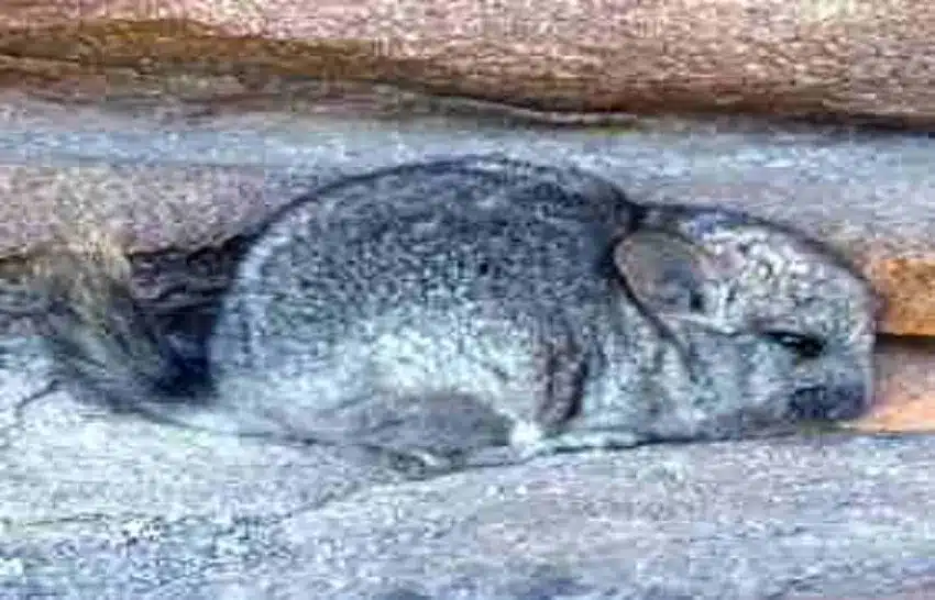 origine-du-chinchilla-chinchilla-brevicaudata