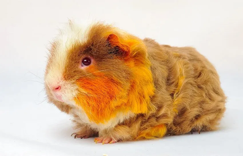 origine-du-cochon-dinde-animal-de-concours