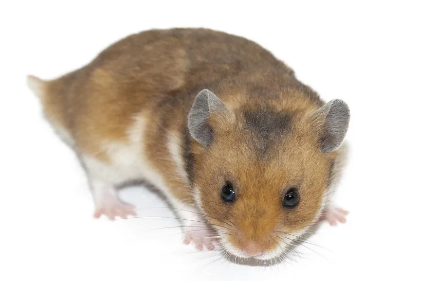 origine-du-hamster-hamster-dore