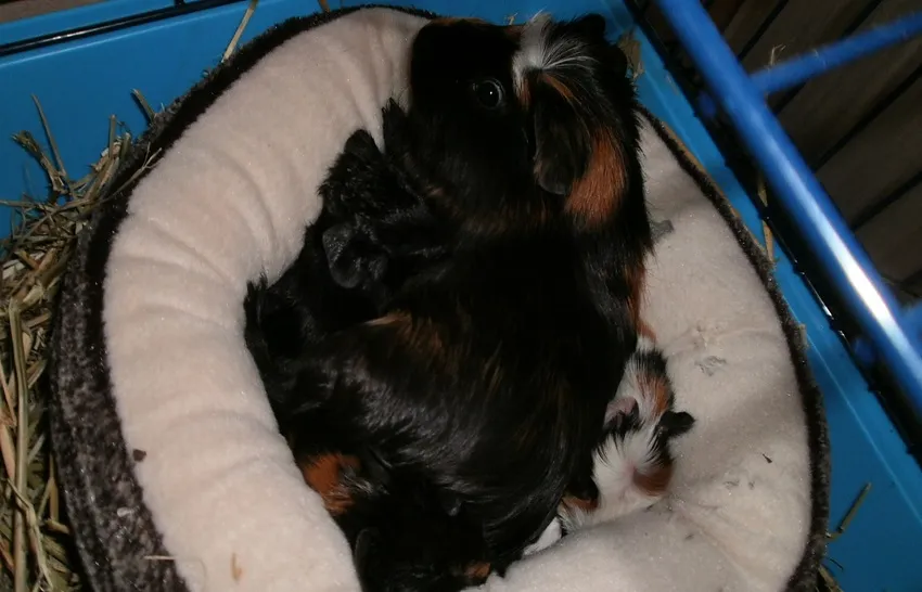 speedy-et-ses-bebes-widget-pied-de-page