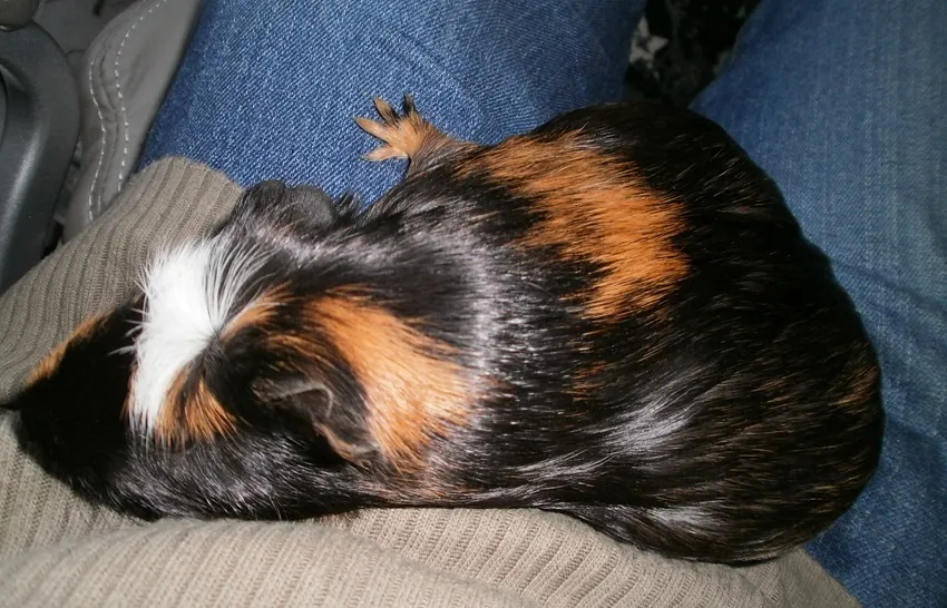 speedy-widget-pied-de-page