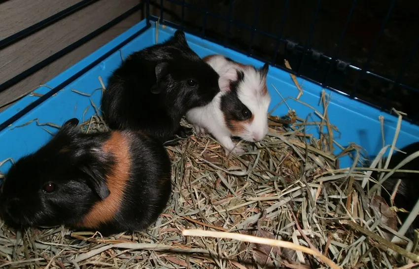 trois-bebes-speedy-widget-pied-de-page