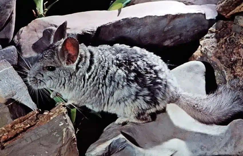 chinchilla-brevicaudata
