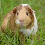 cochon-dinde-en-tete