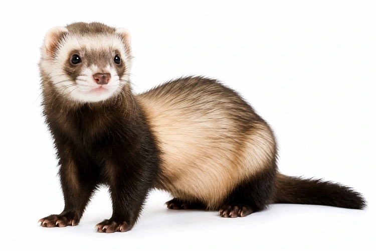 furet-mustela-putorius-furo