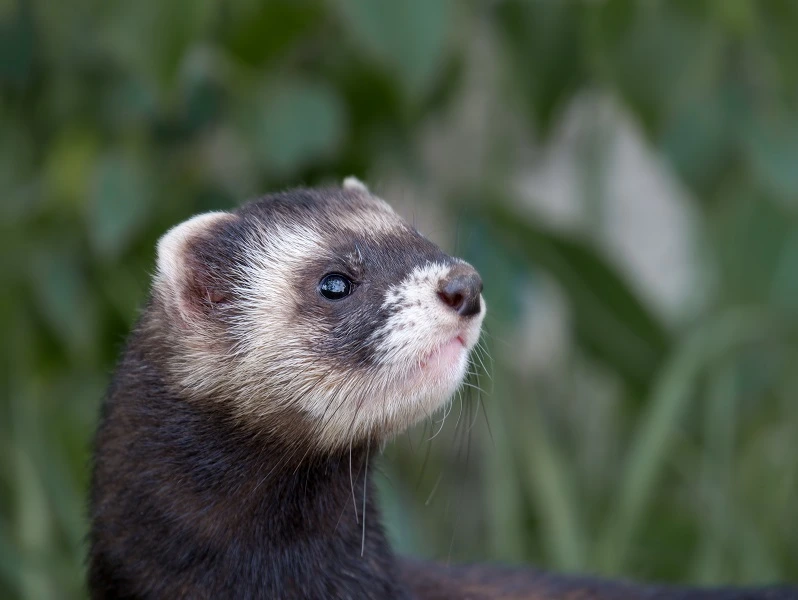 furet