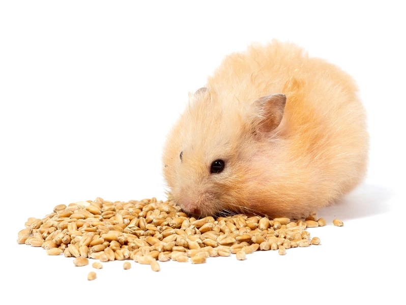 hamster-eat-grain