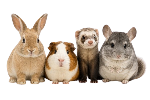 Lapin, cochon d’Inde, furet et chinchilla