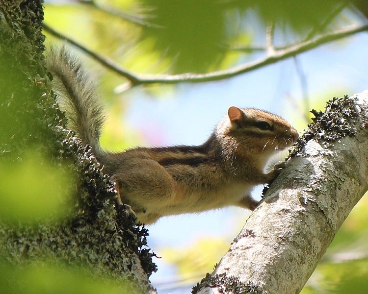 Tamias sibiricus (young)