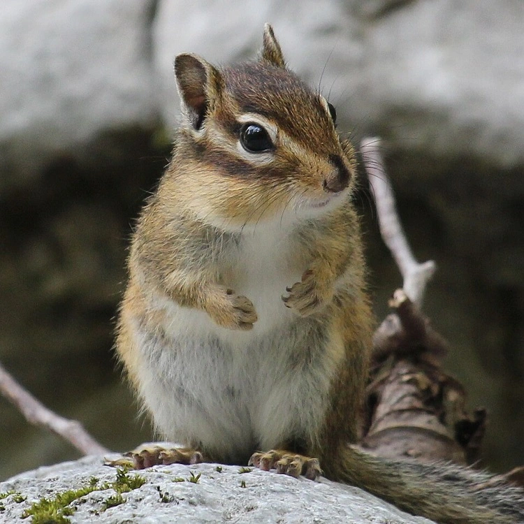 tamias sibiricus