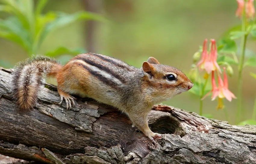tamias striatus