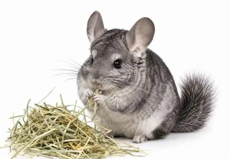 Besoins alimentaires du chinchilla - Liste des aliments pour le chinchilla