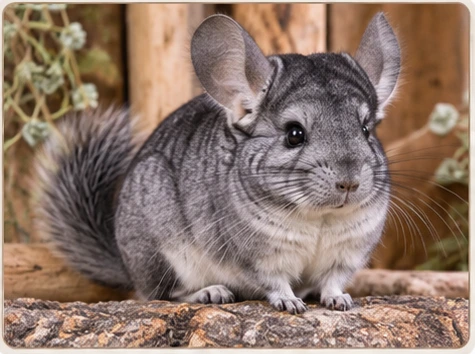 Chinchilla - Choisir nac