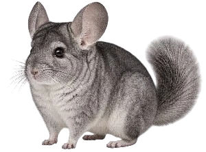 cohabitation du chinchilla