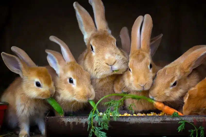 Lapins - Pourquoi adopter un NAC