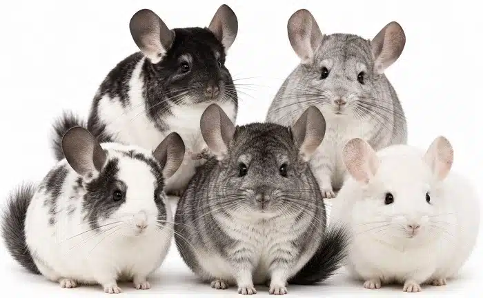 Marquages de robe du chinchilla